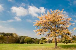 autumn trees_4ae9a20f95a9e